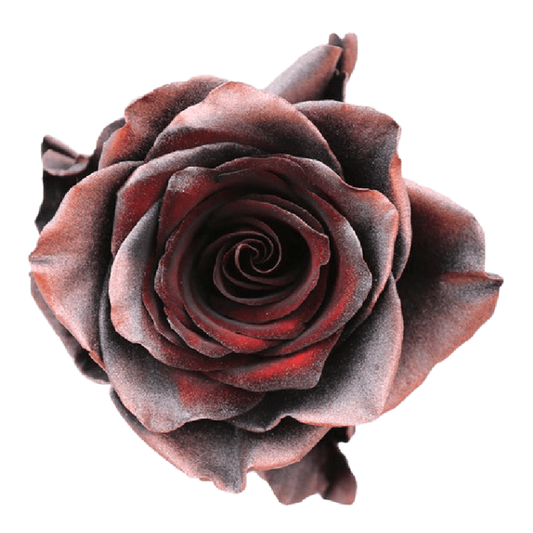 Tinted Fireland Roses