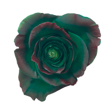 Tinted Forest Soul Roses