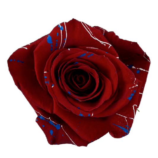 Tinted Freedom Star Roses