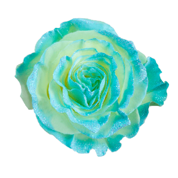 Tinted Frosty Baby Blue Roses