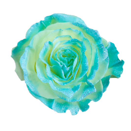 Tinted Frosty Baby Blue Roses