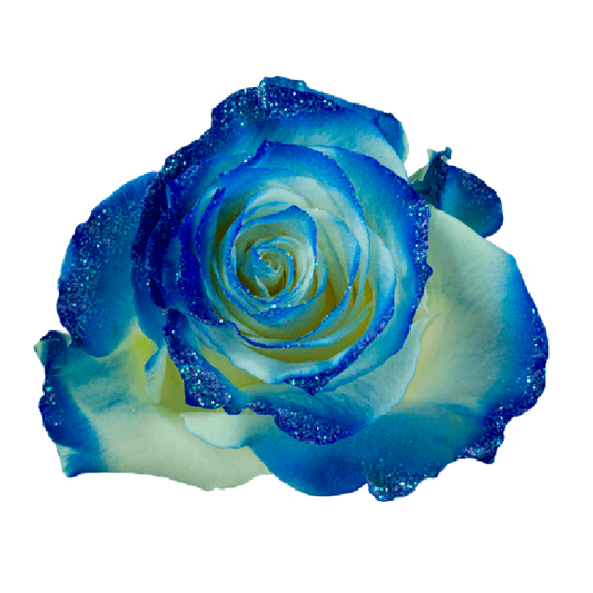 Tinted Frosty Blue Roses