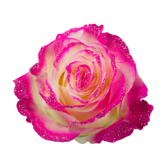 Tinted Frosty Hot Pink Roses