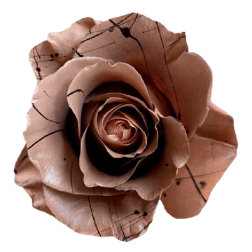 Tinted Fruma Roses