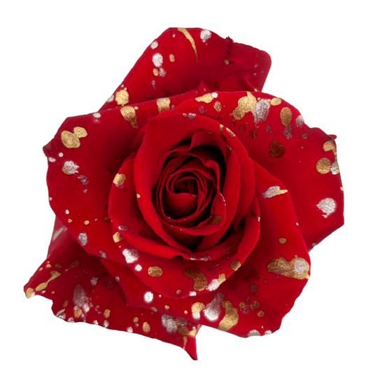 Tinted Gold Festival Roses