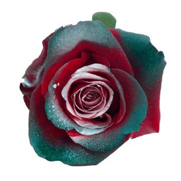 Tinted Grace Roses