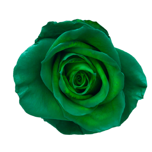 Tinted Greenland Roses