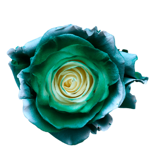 Tinted Green Hail Roses