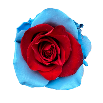 Tinted Hailey Roses