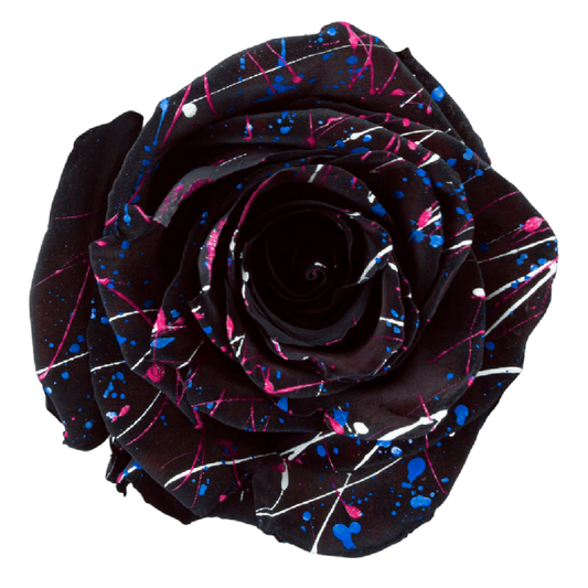 Tinted Halfety Stars Roses