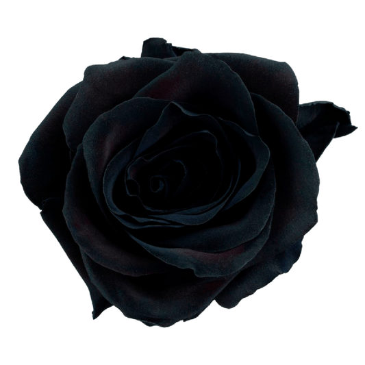 Tinted Halfety Roses