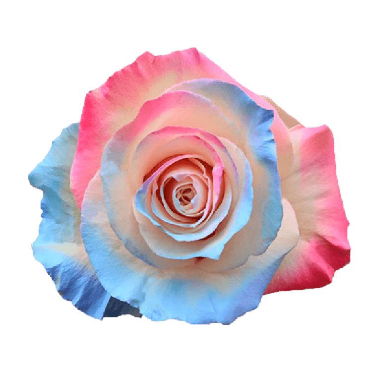 Holi Tinted Roses in Bulk | Fresh Cut Roses for Events – WholesaleRoses.com