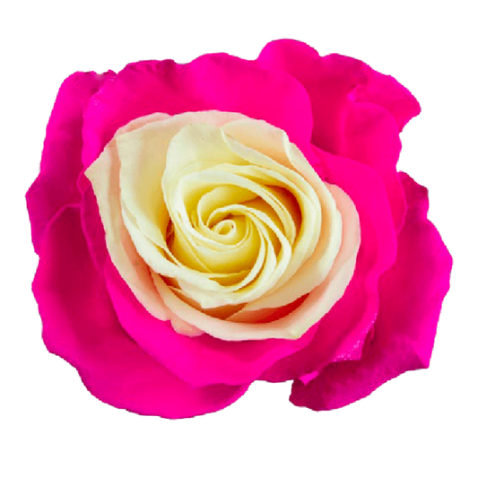 Tinted Hot Pink Soul Roses