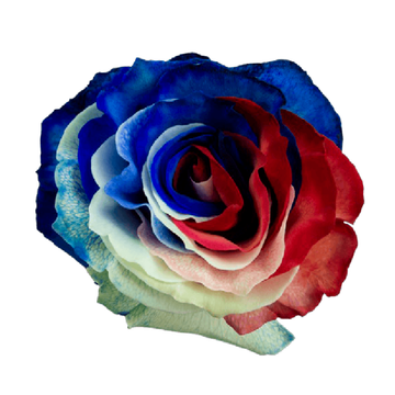 Tinted Independence Roses