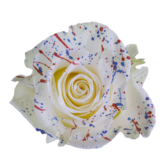 Tinted Independence Stars Roses