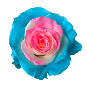 Tinted Jelly Fish Roses