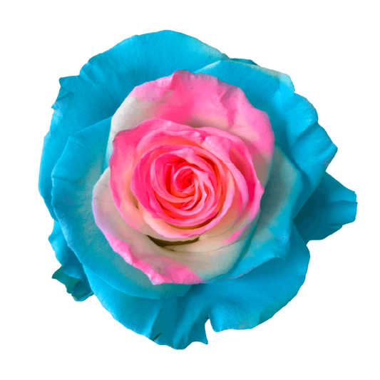 Tinted Jelly Fish Roses