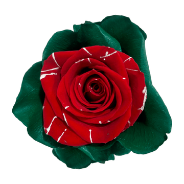 Tinted Juniper Roses