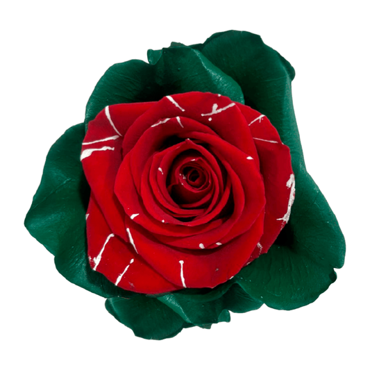 Tinted Juniper Roses