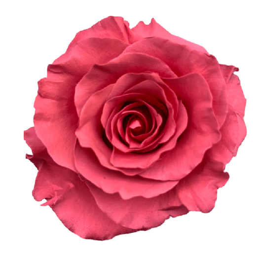 Tinted Kataboom Roses