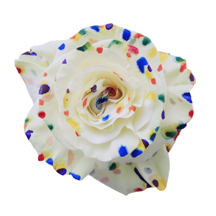 White Palette Tinted Roses – WholesaleRoses.com