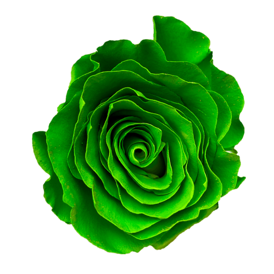 Tinted Light Green Roses