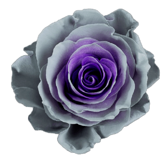 Tinted Lilac Gray Gia Roses
