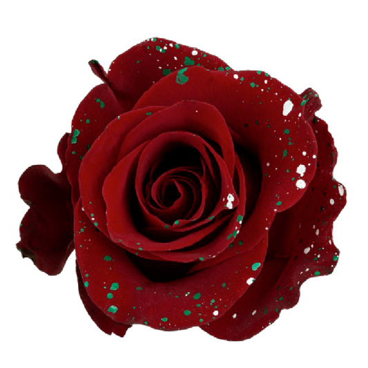 Tinted Love Stars Roses