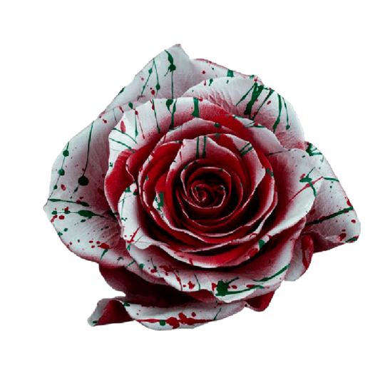 Tinted Love X-mas Roses
