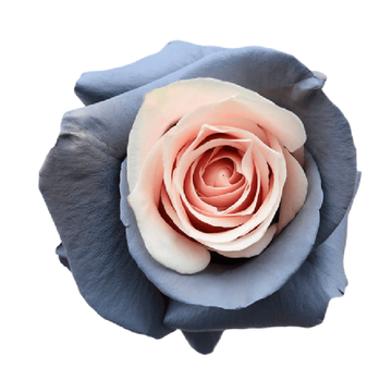 Tinted Lucida Roses