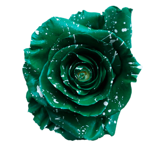 Tinted Lucky Fest Roses