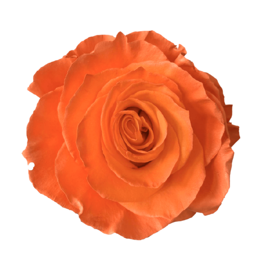 Tinted Mandarin Roses