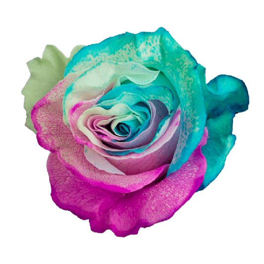 Tinted Marshmallow Roses