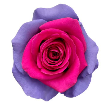 Tinted Megan Roses