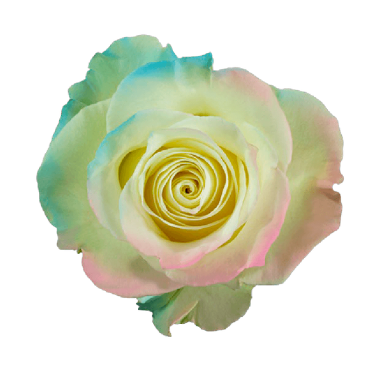 Tinted Mermaid Roses