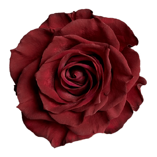 Tinted Mick Jagger Roses