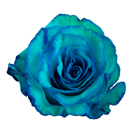 Tinted Misty Blue Roses