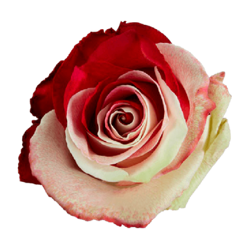 Tinted Mother's Love Roses