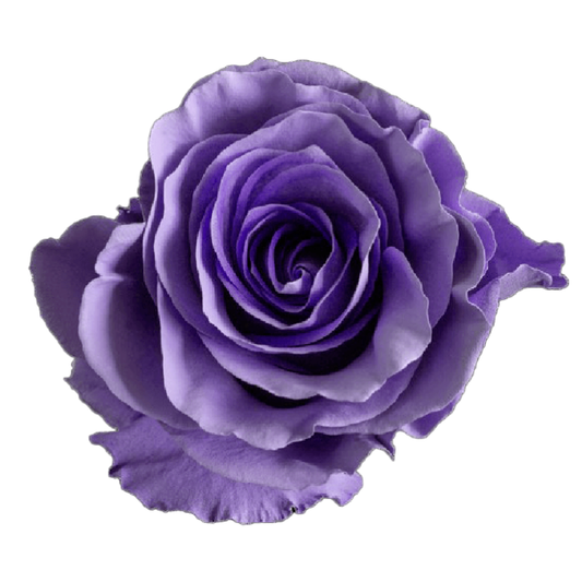 Tinted Native Purple Moon Roses
