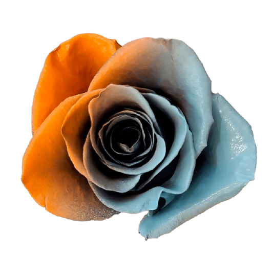 Tinted Orange Cloud Roses