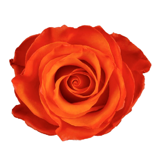 Tinted Orange Whisper Roses