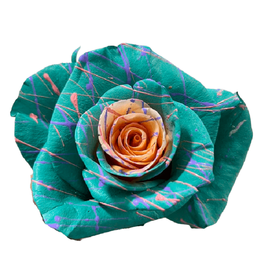 Tinted Pastel Parade Roses