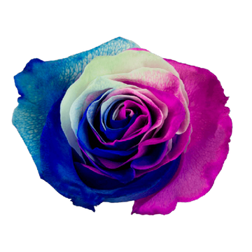 Tinted Pettite Princess Roses