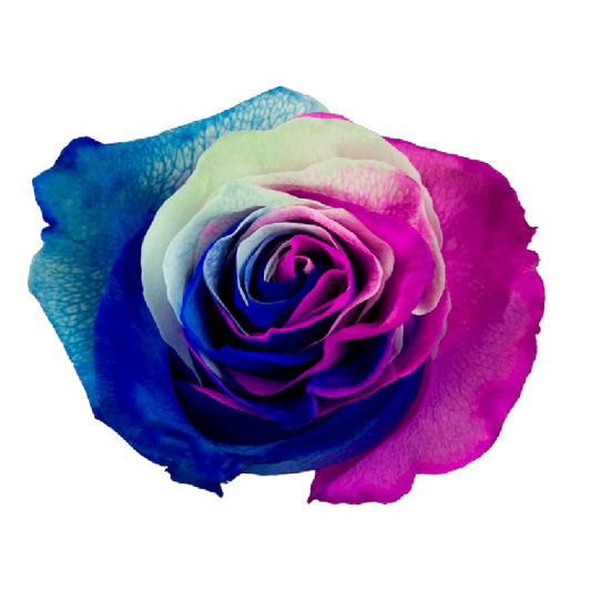 Tinted Pettite Princess Roses