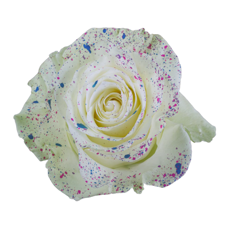 Picasso Tinted Roses in Bulk | Fresh Cut Roses for Events ...
