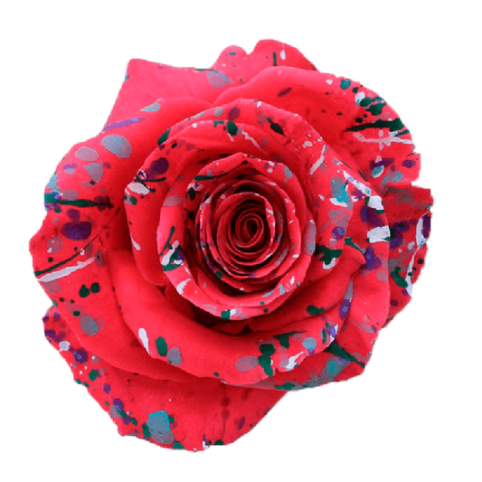 Tinted Pinky Pie Roses