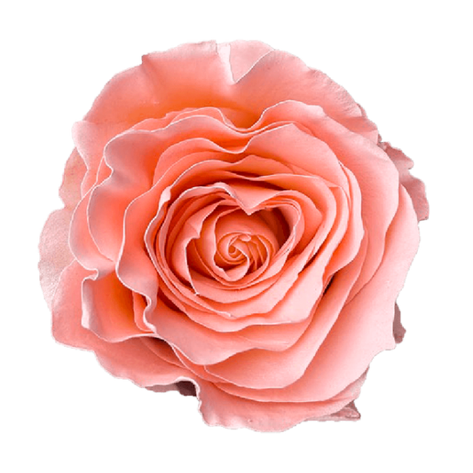 Tinted Pink China Roses