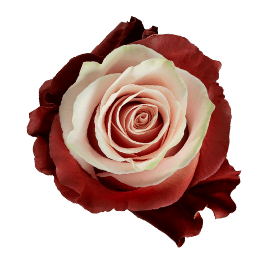 Tinted Pink Chocolate Roses