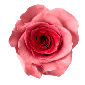 Tinted Pink Coral Roses