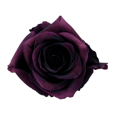 Tinted Pink Halfety Roses